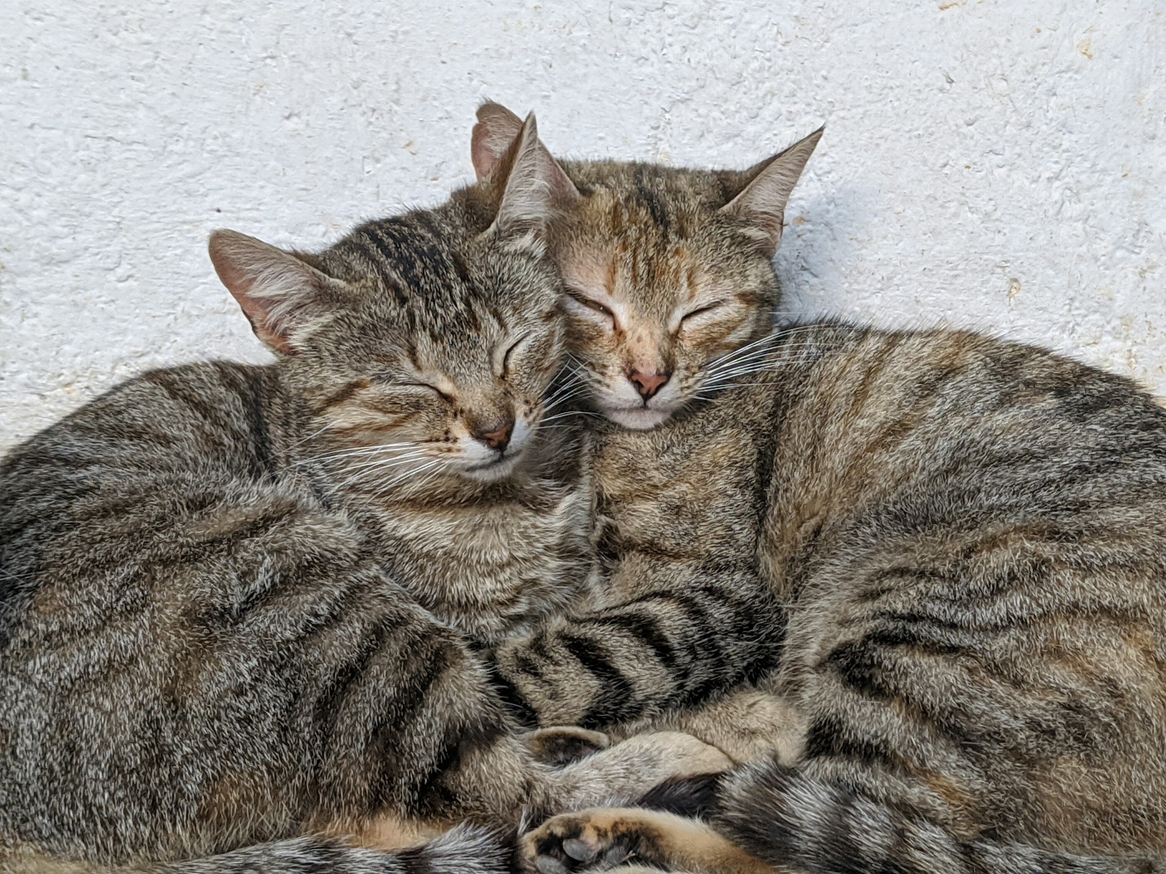 First cat